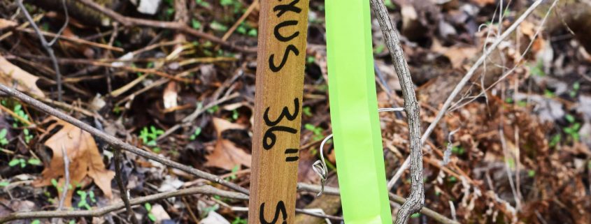 Nexus Pipeline Centerline Stake on Robert Wheeler's property, Erie County, Ohio, 4/6/2018.