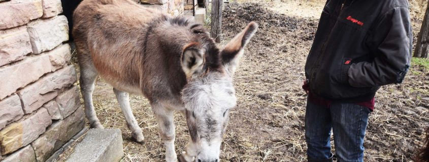 Robert Wheeler and his donkey Jake, Erie County, Ohio, 4/6/2018.